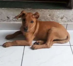 Cachorro raça SRD idade 2 a 6 meses nome Maloquinha