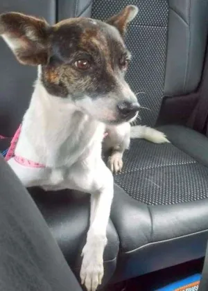 Cachorro raça foxpaulistinha idade 1 ano nome Peppi