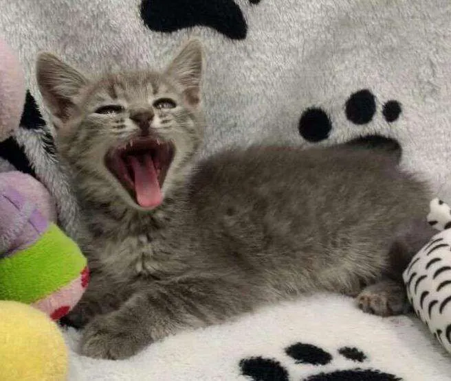 Gato ra a SRD idade 2 a 6 meses nome Sache