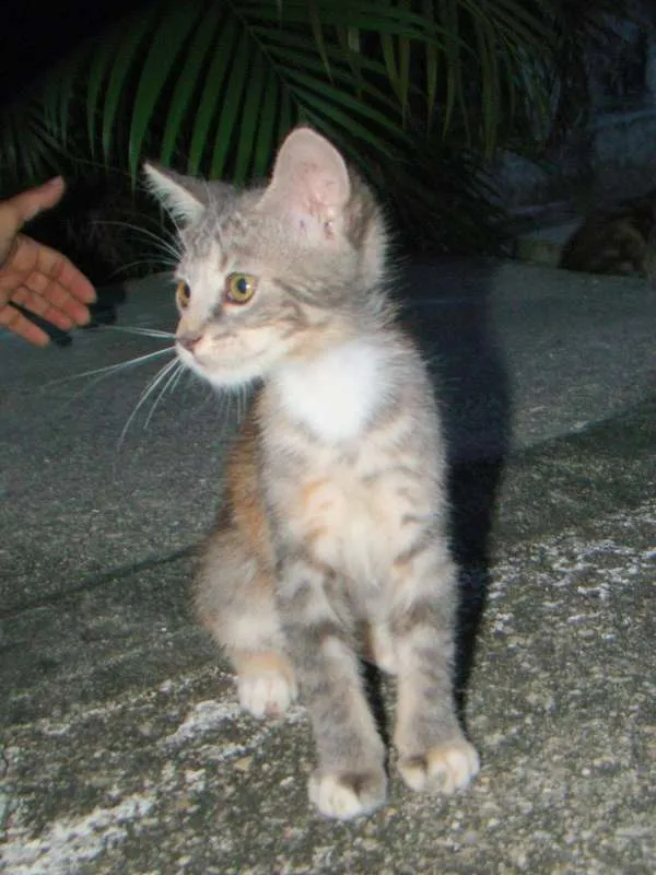 Gato raça não sei  idade Abaixo de 2 meses nome linda 