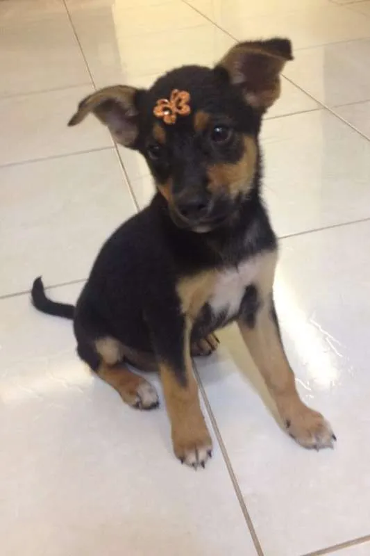 Cachorro ra a Indefinida idade Abaixo de 2 meses nome Bebel