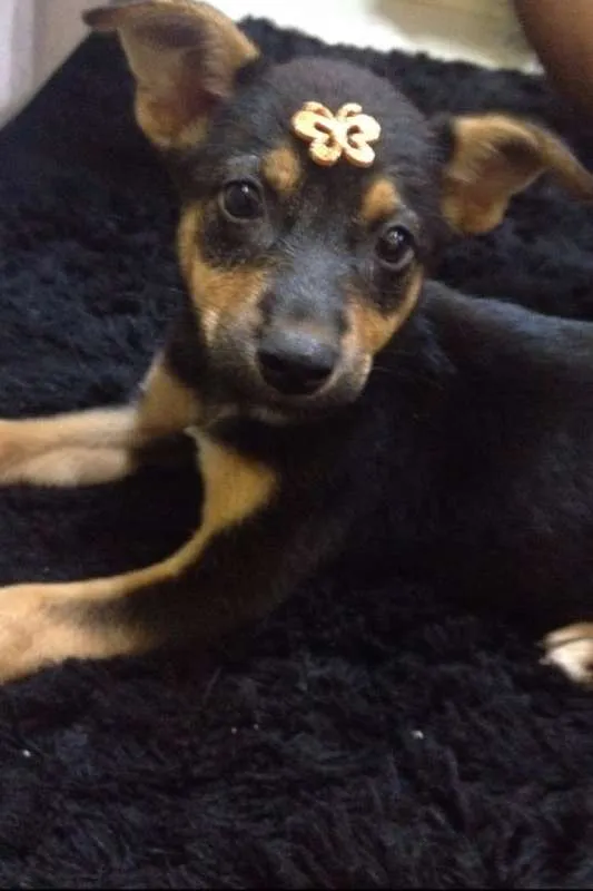 Cachorro ra a Indefinida idade Abaixo de 2 meses nome Bebel