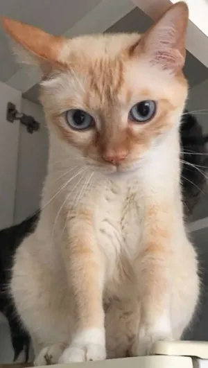 Gato raça SRD idade 2 anos nome Life e Pégasus