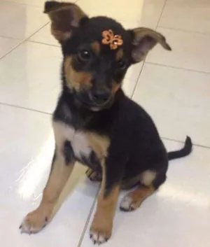 Cachorro raça Indefinida idade Abaixo de 2 meses nome Bebel