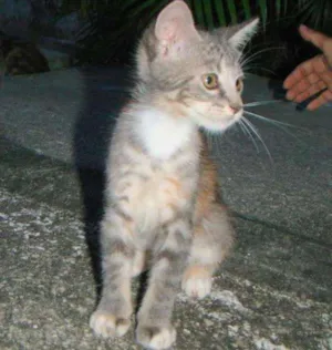 Gato raça não sei  idade Abaixo de 2 meses nome linda 