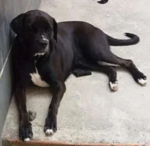 Cachorro raça Mistura de vira lata com boxe idade 1 ano nome Kiara