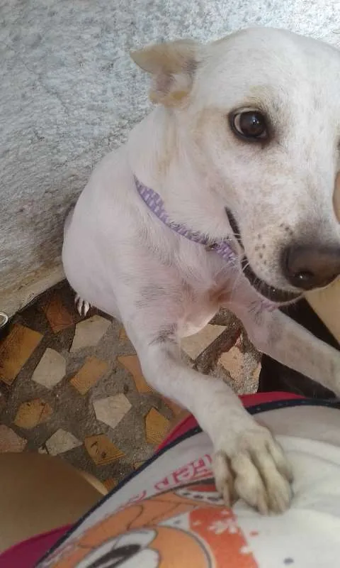 Cachorro ra a SRD idade 3 anos nome Mary Jane