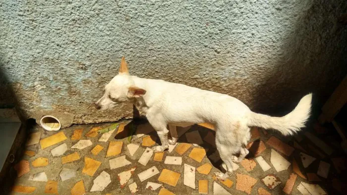 Cachorro ra a SRD idade 3 anos nome Mary Jane