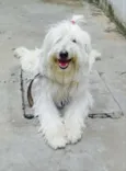 Floquinho 