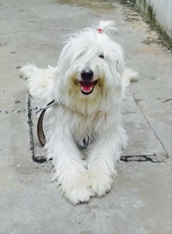 Cachorro ra a Podller  idade 1 ano nome Floquinho 
