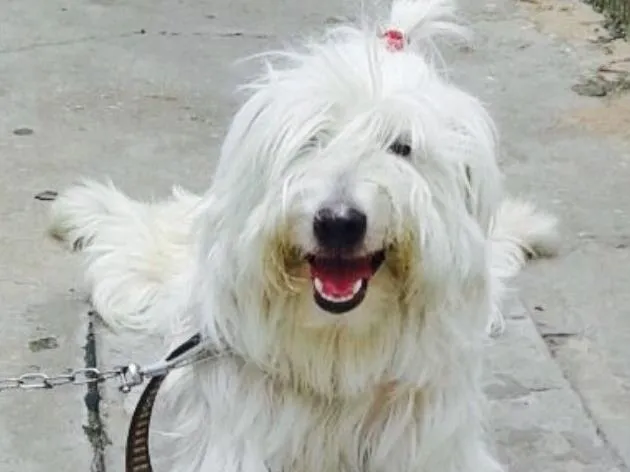 Cachorro ra a Podller  idade 1 ano nome Floquinho 