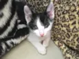 Astro