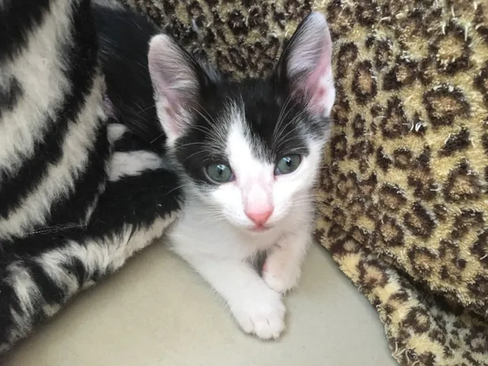 Gato ra a SRD idade Abaixo de 2 meses nome Astro