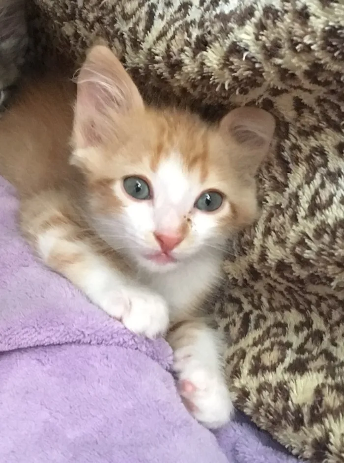 Gato ra a SRD idade Abaixo de 2 meses nome Caramelo