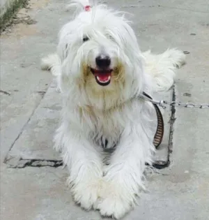 Cachorro raça Podller  idade 1 ano nome Floquinho 