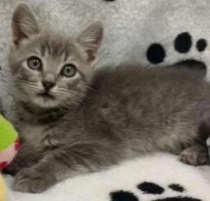 Gato raça SRD idade 2 a 6 meses nome Sache