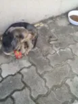 desconhecido