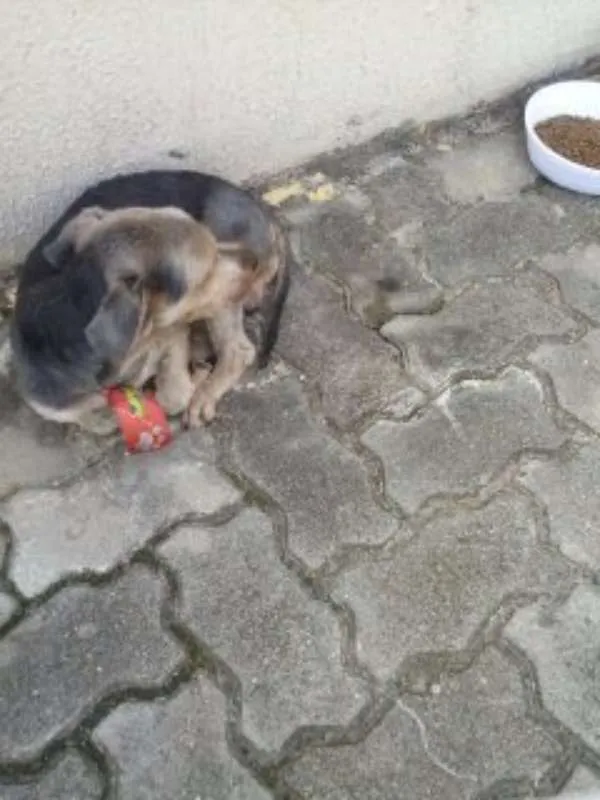 Cachorro ra a Yorkshire idade 6 ou mais anos nome desconhecido