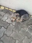 desconhecido
