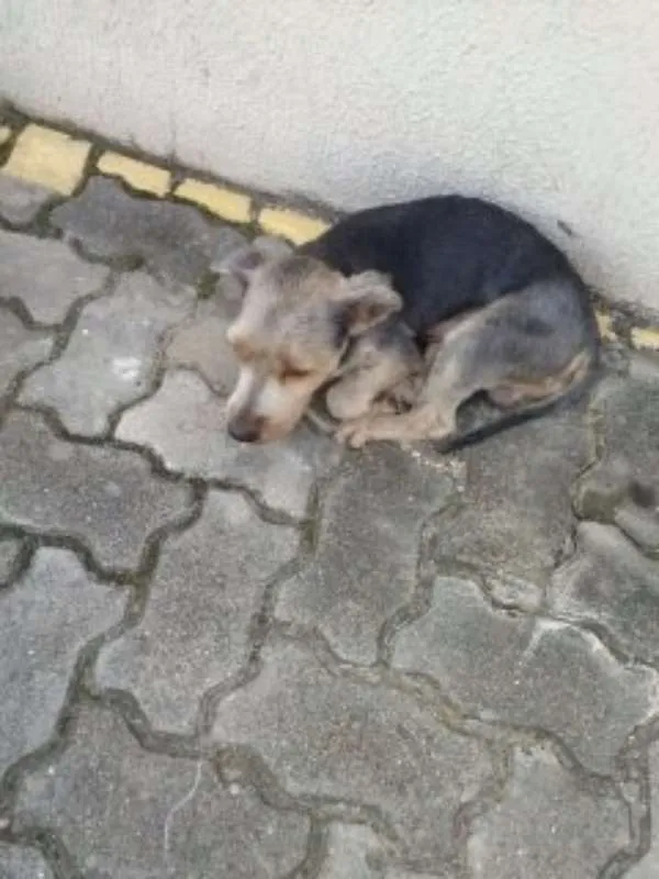 Cachorro ra a Yorkshire idade 6 ou mais anos nome desconhecido