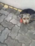 desconhecido