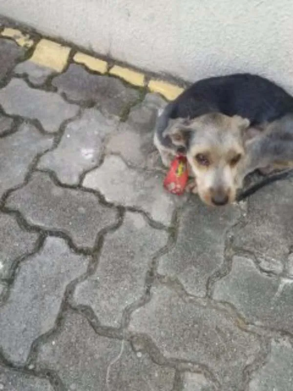 Cachorro ra a Yorkshire idade 6 ou mais anos nome desconhecido