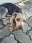 desconhecido