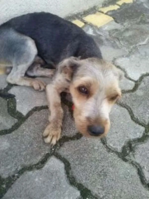Cachorro ra a Yorkshire idade 6 ou mais anos nome desconhecido