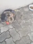 desconhecido