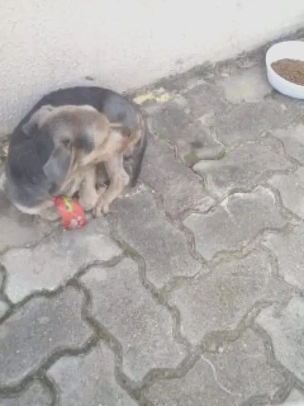 Cachorro ra a Yorkshire idade 6 ou mais anos nome desconhecido