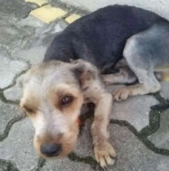 Cachorro ra a Yorkshire idade 6 ou mais anos nome desconhecido