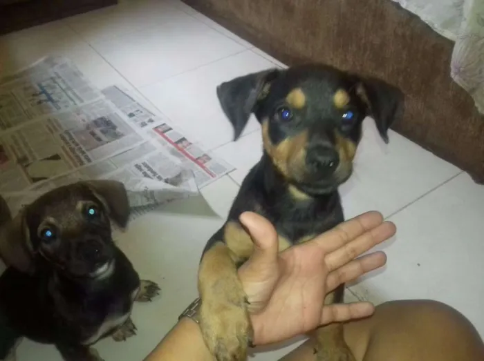 Cachorro ra a SRD idade Abaixo de 2 meses nome Filhotes