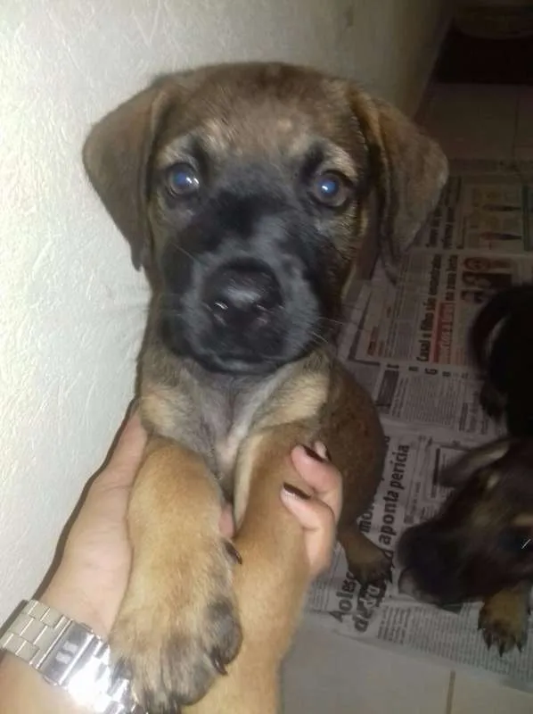 Cachorro ra a SRD idade Abaixo de 2 meses nome Filhotes