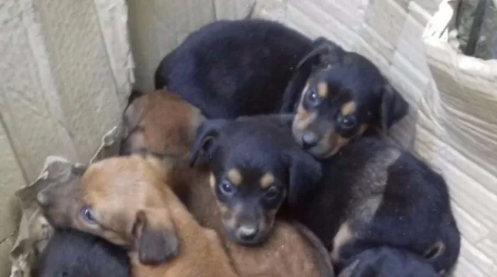 Cachorro ra a SRD idade Abaixo de 2 meses nome Filhotes
