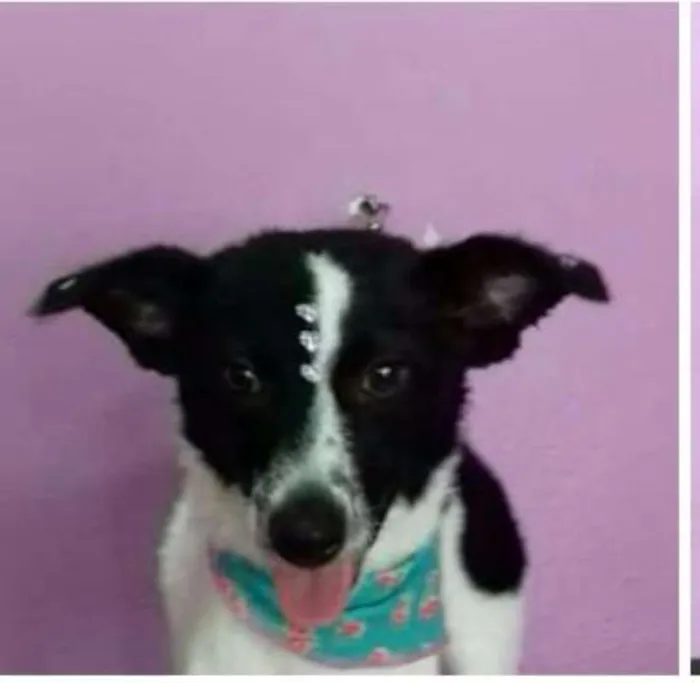 Cachorro ra a SRD idade 7 a 11 meses nome Filhotes (8kg)