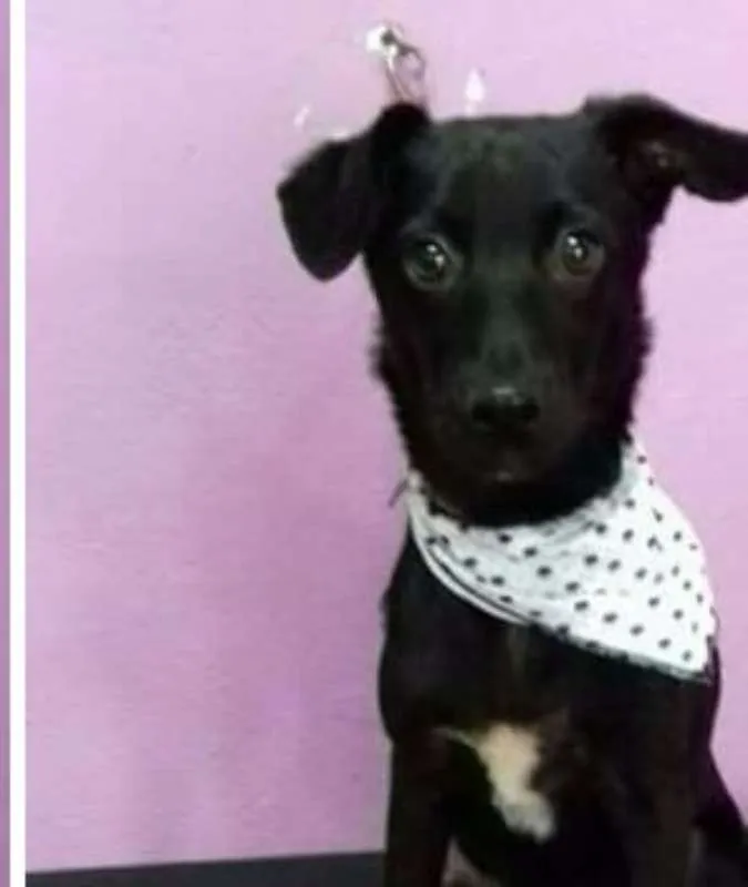 Cachorro ra a SRD idade 7 a 11 meses nome Filhotes (8kg)