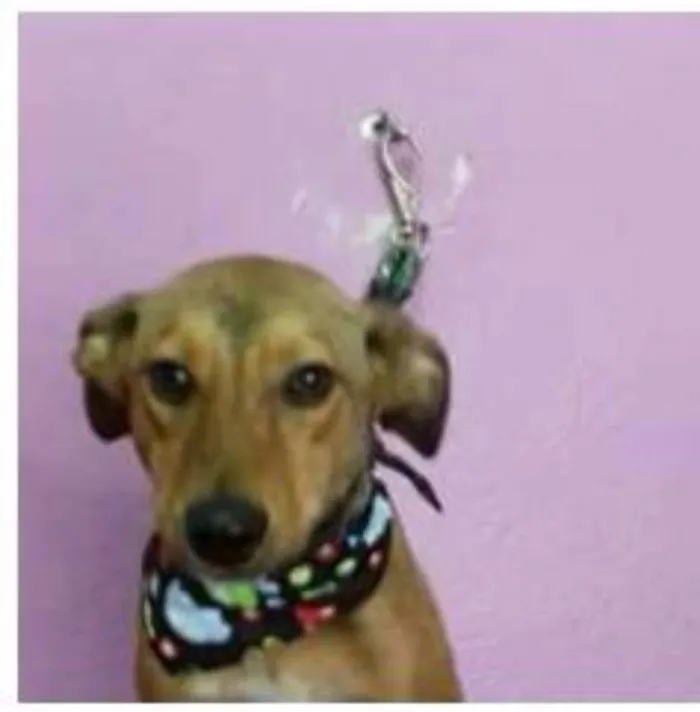 Cachorro ra a SRD idade 7 a 11 meses nome Filhotes (8kg)