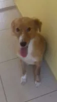 Cachorro raça SRD idade 1 ano nome John
