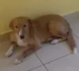 Cachorro raça SRD idade 1 ano nome John