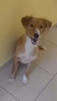 Cachorro raça SRD idade 1 ano nome John