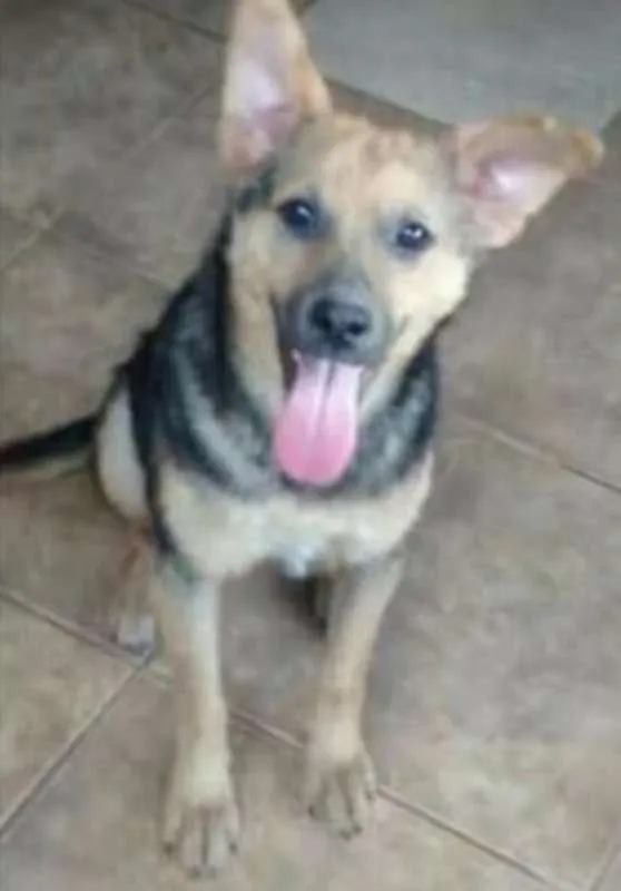 Cachorro ra a mix pastor alemão idade 2 anos nome Paçoca