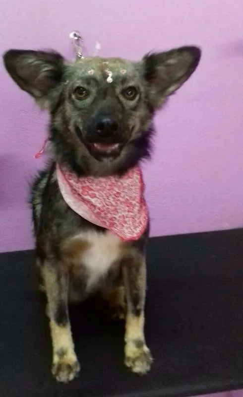Cachorro ra a SRD idade 3 anos nome Rapozinha