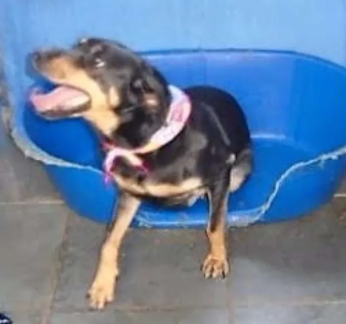 Cachorro ra a SRD idade 1 ano nome Serena