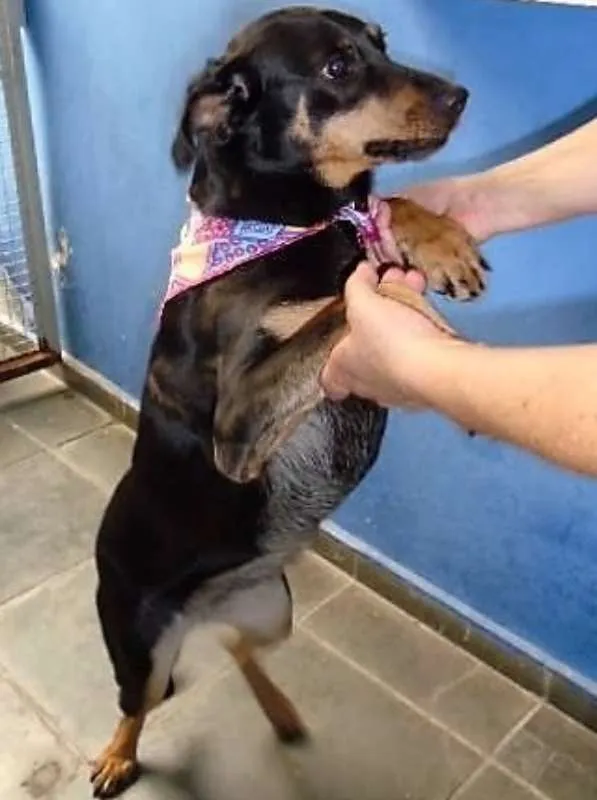 Cachorro ra a SRD idade 1 ano nome Serena