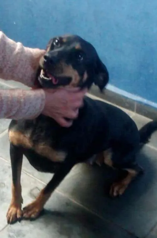 Cachorro ra a SRD idade 1 ano nome Serena