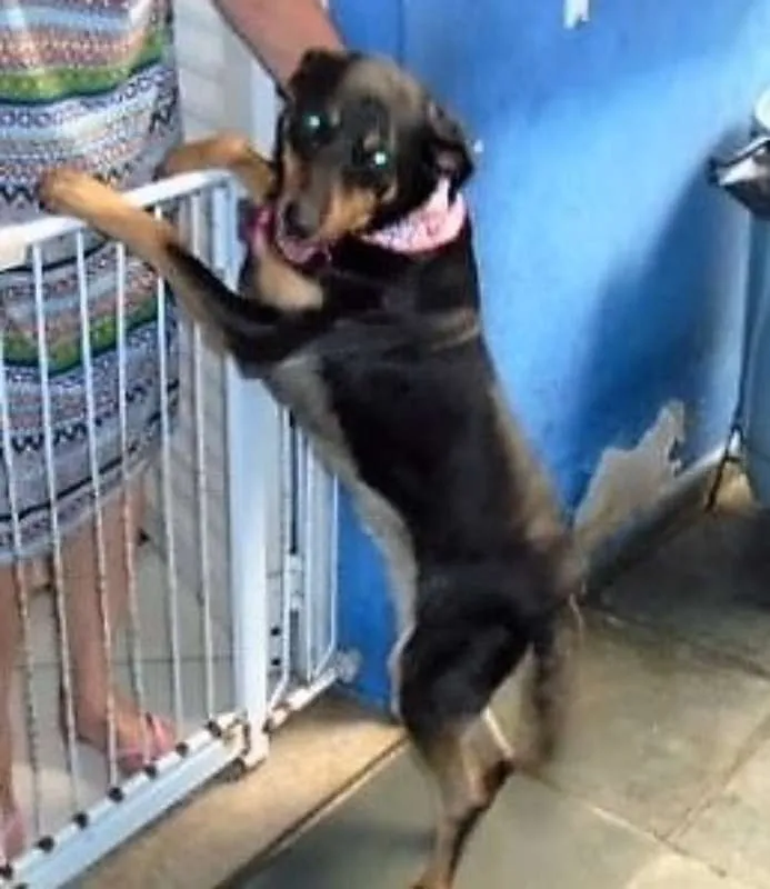 Cachorro ra a SRD idade 1 ano nome Serena