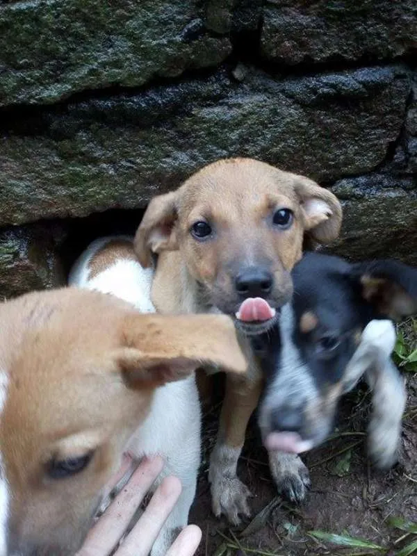 Cachorro ra a Vira-lata idade 2 a 6 meses nome Sem Nome