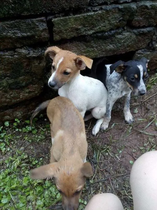 Cachorro ra a Vira-lata idade 2 a 6 meses nome Sem Nome