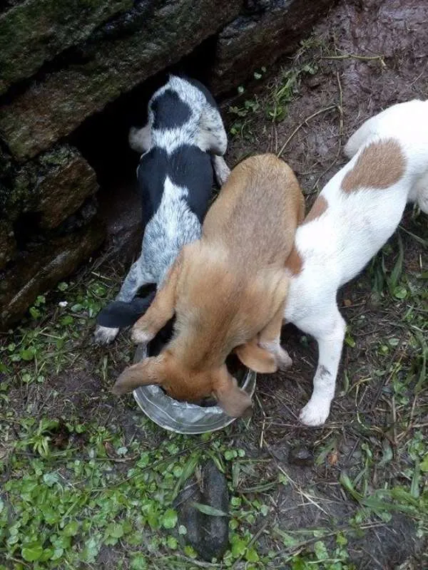 Cachorro ra a Vira-lata idade 2 a 6 meses nome Sem Nome