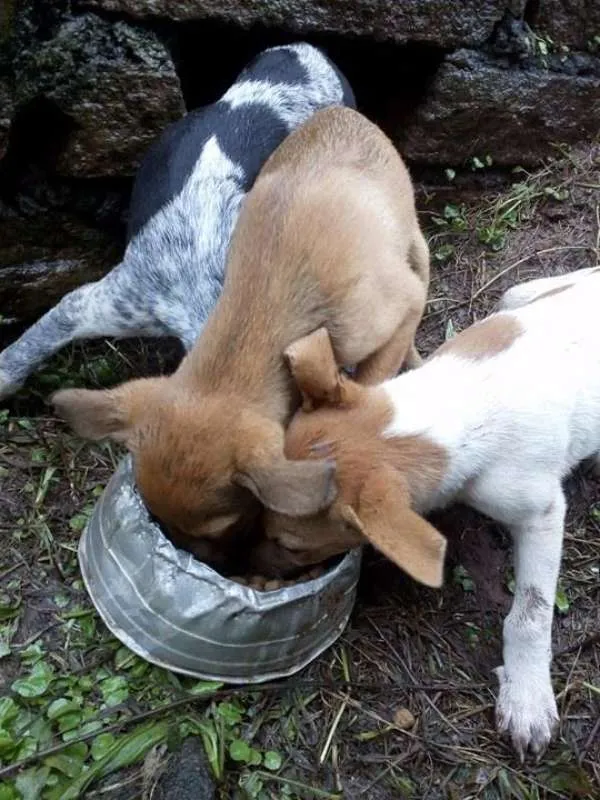 Cachorro ra a Vira-lata idade 2 a 6 meses nome Sem Nome
